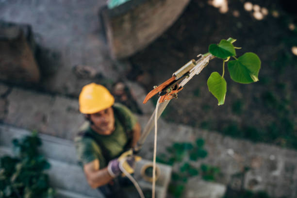 How Our Tree Care Process Works  in  Seaford, NY